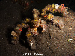 A decorator crab on a Komodo night dive by Rich Mclean 